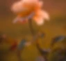 Rose Flower