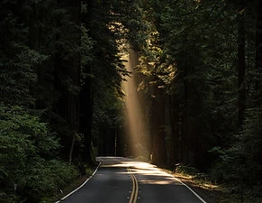 Forest Road
