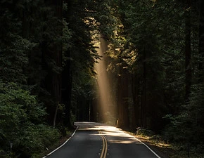 Forest Road