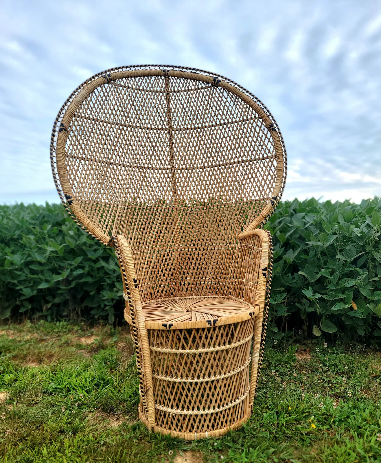 peacock male chair.jpg
